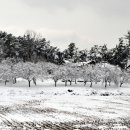 설국 이미지