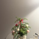 12/11 크리스마스 생화 트리 | 크리스마스 미니 트리 추천 생화 아라우카리아 구매후기 (ft.올리글로우)