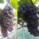 장암농장 이미지