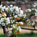 어느봄날 이미지