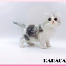 광주고양이분양 제나캣 광주점 이미지