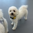 프렌즈도그 미용실 광주 서구점 이미지