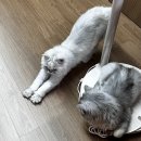 아람메디컬병원 | 고양이 건강검진 데이