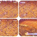 신화F.S