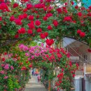 진천장미공원 이미지