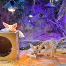 주식회사 테이블에이 고양이카페 | 홍대 동물카페 테이블에이 | 데이트・가족 체험하기 좋은 실내 동물원 후기