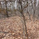 전주이씨 덕양군파 이순제 묘역 이미지