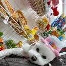 러빗댕댕 이미지