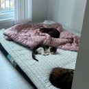 동물병원 유피 | 수원 고양이 동물병원 :: 당신의동물의료원 묘르신 진료 후기