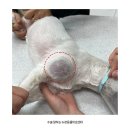 김기혁 동물병원 평택동점 | 평택 안성 동물병원 강아지 CT 촬영과 앞다리 악성종양제거 수술 후기