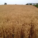 우리밀밭 이미지