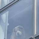 왈가왈부애견 이미지