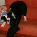 우리애견 이미지