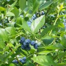 들샘농장 이미지