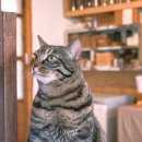 그루밍 멈머 이미지