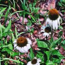 치통, 인후염의 치료제로 이용되는 에키네시아(Echinacea) 이미지