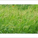 강아지풀 이미지