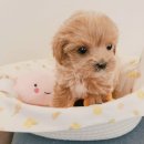 푸른들동물병원 이미지