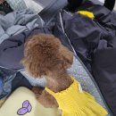 전설의 그루밍 이미지