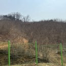 포레스트테일 이미지