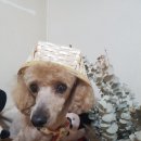 개꿀이발소 이미지