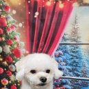 울알라애견미용 이미지