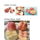 콜라비 교배종과일종류-신품종 이미지