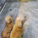 황제애견 이미지