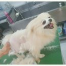 프리티도그&캣