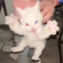 닭발왕 이미지