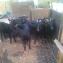 기림농장 이미지