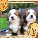 퍼피몽 강아지분양 고양이분양 군산본점 | 군산버니두들분양 꿈이 현실로 뿅