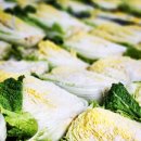 텃밭협동조합 | 김장 준비는 진주텃밭 절임배추로