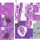 혈앵무시클리드(Vieja melanura♀ × Amphilophus citrinellus♂)의 Trypanosoma 이미지