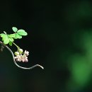 말 - 호 쿠 마 이미지