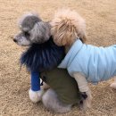 댕댕키친