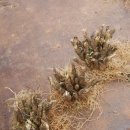 한진2농장 이미지