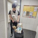 산호애견 | 평택 애견 동반 조개구이 캠핑조개_텐트에서 먹는 가성비 조개찜