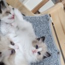 이안 캐터리 이미지