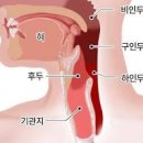 비인두암 vs 비부비동암 = 서로 같은 코에서 발생하는 악성종양의 암 이미지