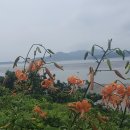 참나리 이미지