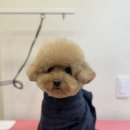 프롬율무 이미지