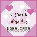 캣츠앤 이미지