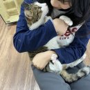 동물보육원 고양이 후원 카페 이미지