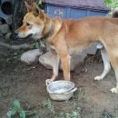 개밥그릇 이미지