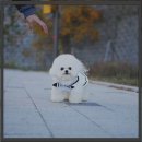 안녕댕댕이 | 일산애견교배 댕댕이들의 행복한 만남 후기