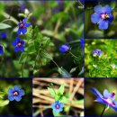 오늘 6월 14일의 꽃말은 -- 뚜껑별꽃 (Anagallis) -- 입니다 이미지