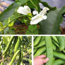 장평농원 이미지