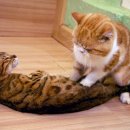 꾹꾹이 하는 고양이(kneading cats) 네이버블로그