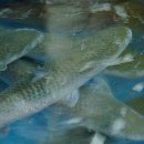 강구상회 이미지